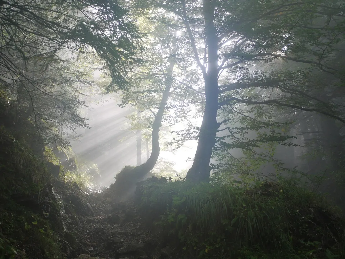 Creating a Wildlife Corridor in a Small Woodland: A Practical Guide