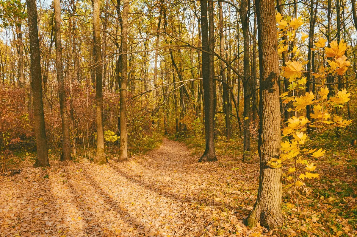 Seasonal Forestry Calendar for the UK: What to Do Each Month